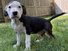 adoptable Dog in  named BENNET