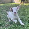 adoptable Dog in  named BELLA