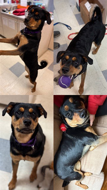 LILAH, an adoptable Black and Tan Coonhound in Brewster, MA