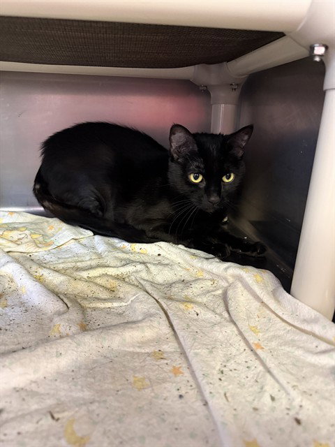 KEELAH, an adoptable Domestic Short Hair in Brewster, MA