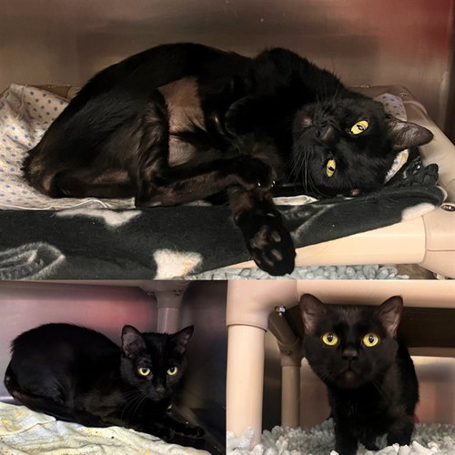 picture of the cat needing adoption