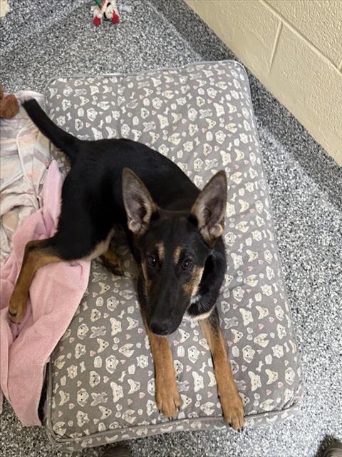 MARGOT, an adoptable German Shepherd Dog in Brewster, MA