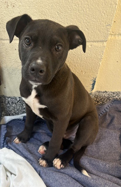 TONY, an adoptable Labrador Retriever in Brewster, MA