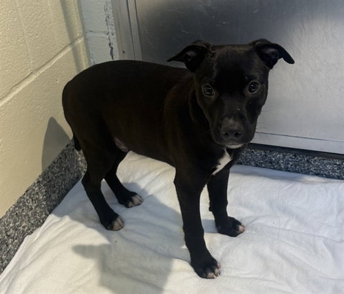 JACK, an adoptable Labrador Retriever in Brewster, MA