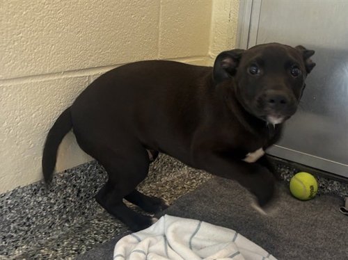DANNY, an adoptable Labrador Retriever in Brewster, MA
