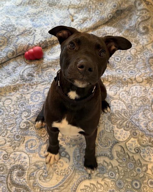 picture of the dog needing adoption