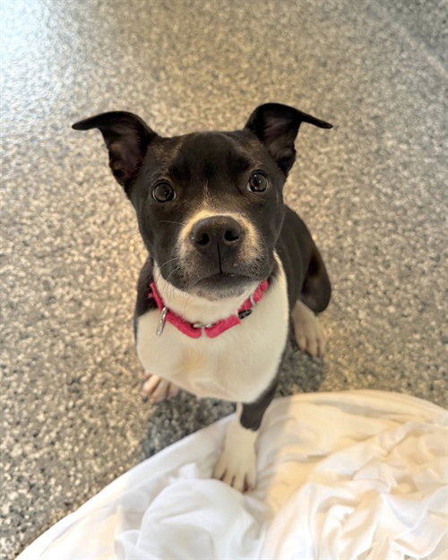 picture of the dog needing adoption