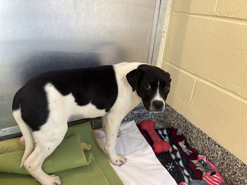 CARRIE, an adoptable Labrador Retriever in Brewster, MA
