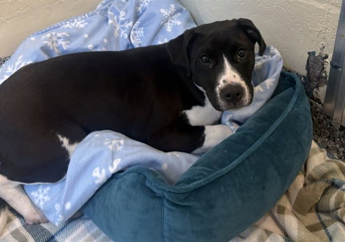 ANNIE, an adoptable Labrador Retriever in Brewster, MA