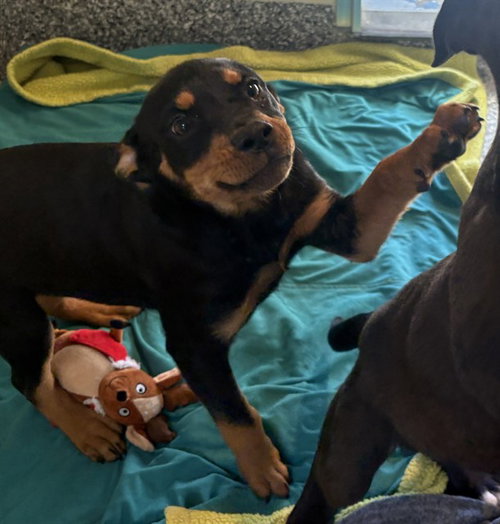 SULLY, an adoptable American Pit Bull Terrier in Brewster, MA