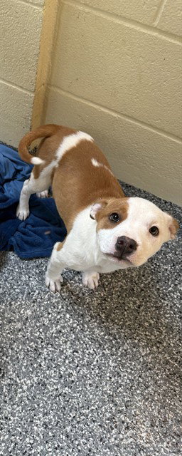 SKYE, an adoptable American Pit Bull Terrier in Brewster, MA