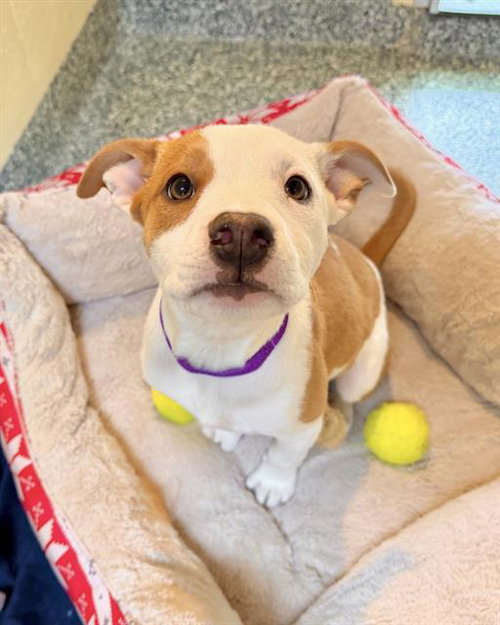 picture of the dog needing adoption