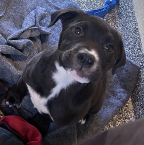SID, an adoptable American Pit Bull Terrier in Brewster, MA