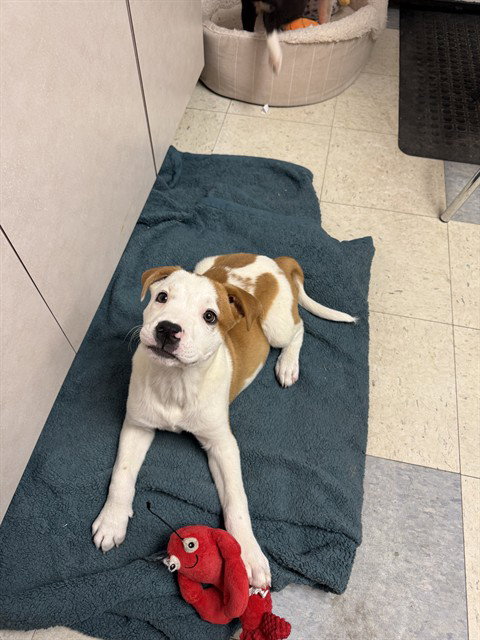 SAWYER, an adoptable American Pit Bull Terrier in Brewster, MA