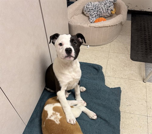 SALLY, an adoptable American Pit Bull Terrier in Brewster, MA