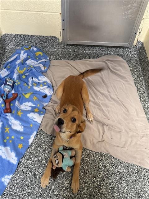 BRAWNER, an adoptable Labrador Retriever in Brewster, MA