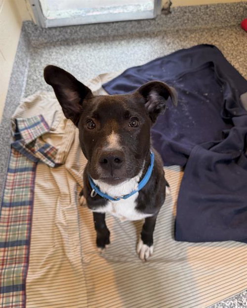 picture of the dog needing adoption