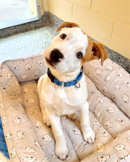 picture of the dog needing adoption