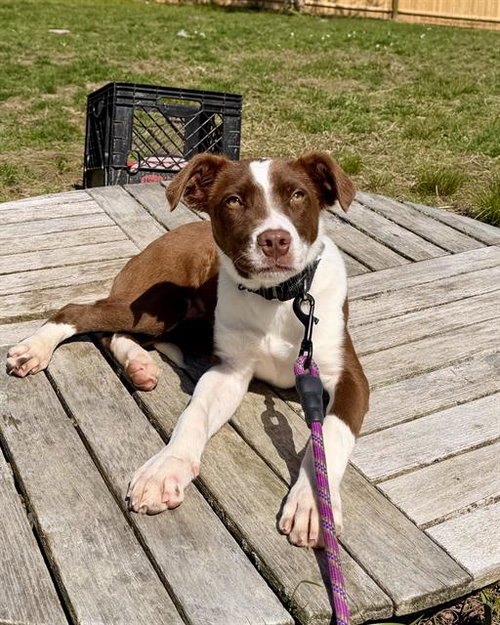 MERLE, an adoptable Australian Cattle Dog in Brewster, MA