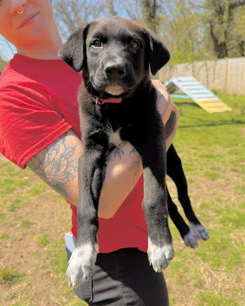 HEATHCLIFF, an adoptable Australian Cattle Dog in Brewster, MA