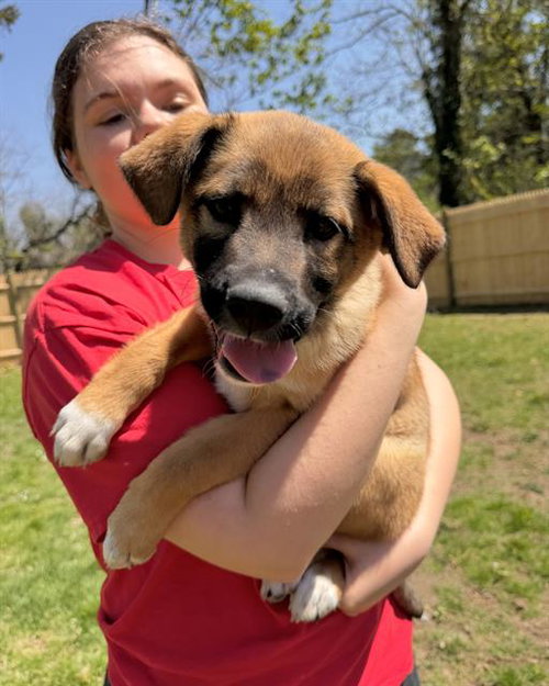 NELLY, an adoptable Australian Cattle Dog in Brewster, MA
