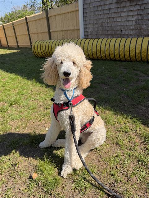 JAKE, an adoptable Poodle in Brewster, MA
