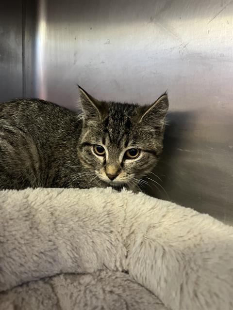 DARBY, an adoptable Domestic Short Hair in Brewster, MA