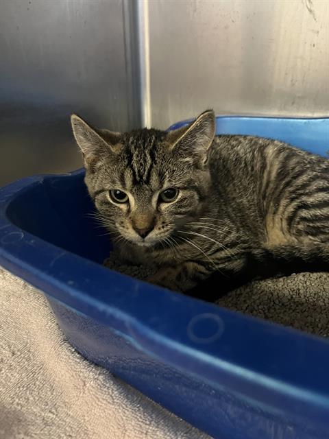 BLAKE, an adoptable Domestic Short Hair in Brewster, MA
