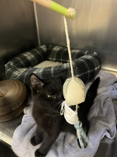 KIRBY, an adoptable Domestic Short Hair in Brewster, MA