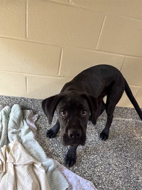 NICKLE, an adoptable Boxer in Brewster, MA