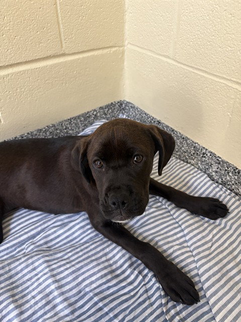 DIME, an adoptable Boxer in Brewster, MA