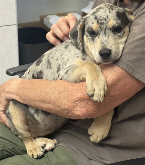 ZOEY, an adoptable Catahoula Leopard Dog in Brewster, MA