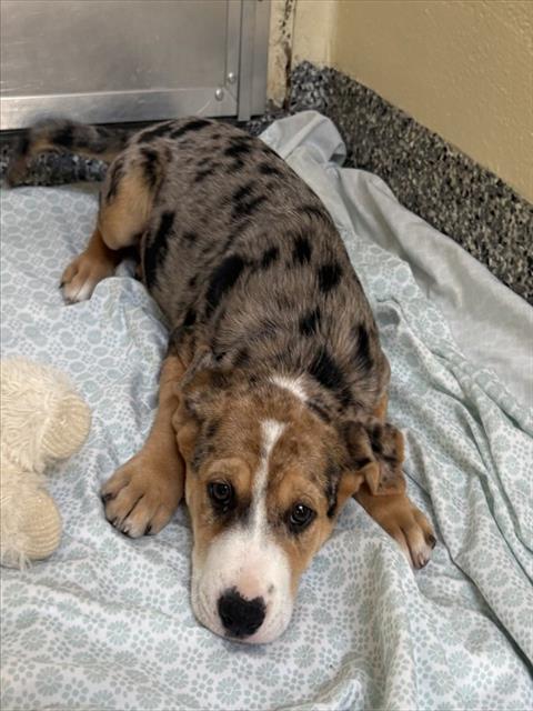 TEDDY, an adoptable Catahoula Leopard Dog in Brewster, MA