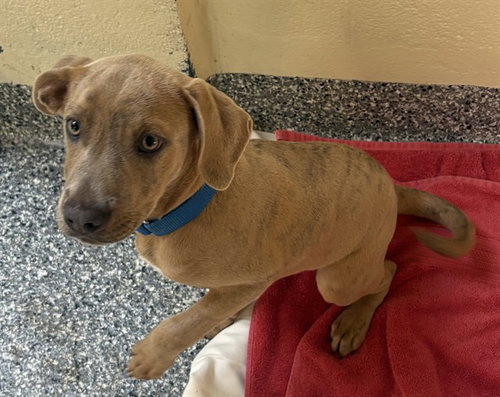 MASON, an adoptable Labrador Retriever in Brewster, MA