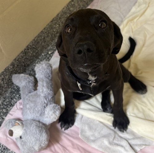 TILLY, an adoptable Labrador Retriever in Brewster, MA