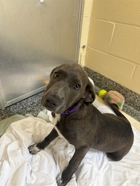 STELLA, an adoptable Labrador Retriever in Brewster, MA
