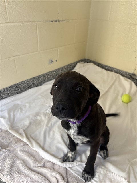 MAISEY, an adoptable Labrador Retriever in Brewster, MA