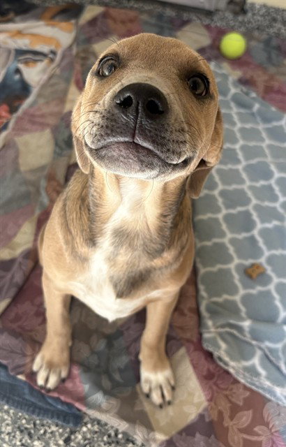 HAZEL, an adoptable Labrador Retriever in Brewster, MA