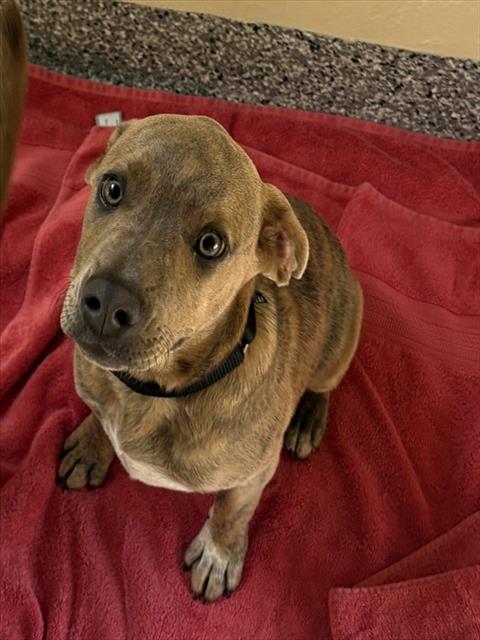 BENJI, an adoptable Labrador Retriever in Brewster, MA