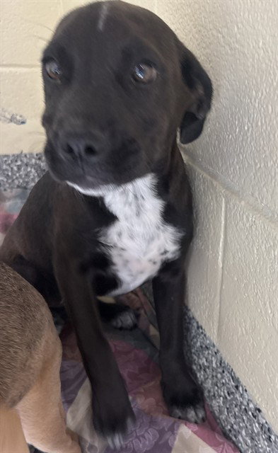 ATHENA, an adoptable Labrador Retriever in Brewster, MA
