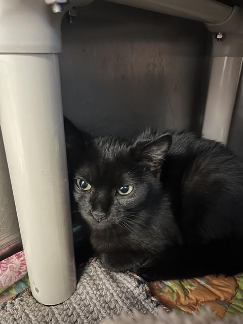FLOWER, an adoptable Domestic Short Hair in Brewster, MA