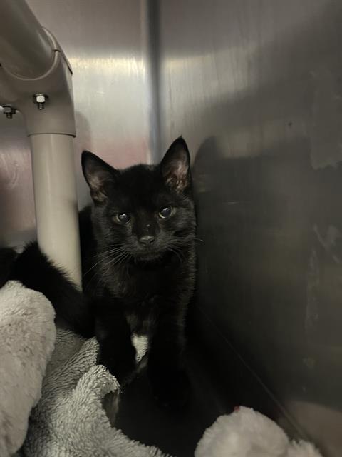 JACK, an adoptable Domestic Short Hair in Brewster, MA