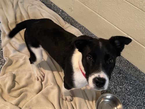 SHANE, an adoptable Australian Cattle Dog in Brewster, MA