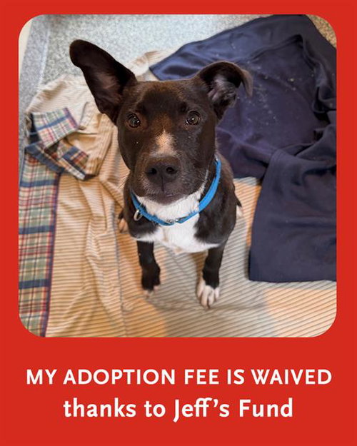 LUCKY, an adoptable Labrador Retriever in Brewster, MA
