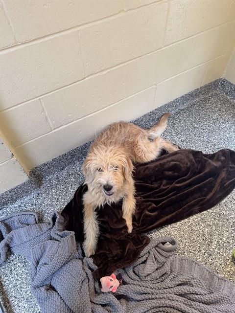 RIVERA, an adoptable Poodle in Brewster, MA