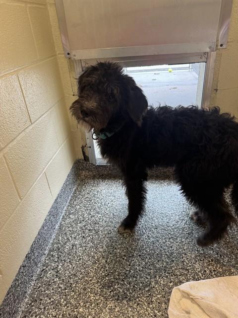 FINN, an adoptable Poodle in Brewster, MA