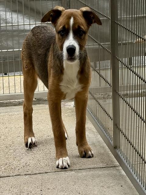 DUSK, an adoptable Black Mouth Cur in Brewster, MA