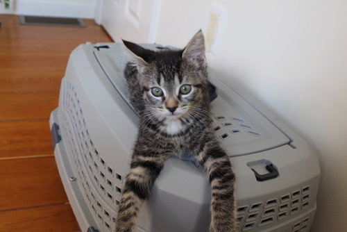 LIZZIE, an adoptable Domestic Short Hair in Brewster, MA