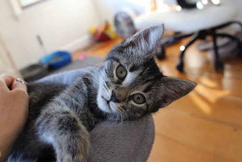 MIRANDA, an adoptable Domestic Short Hair in Brewster, MA
