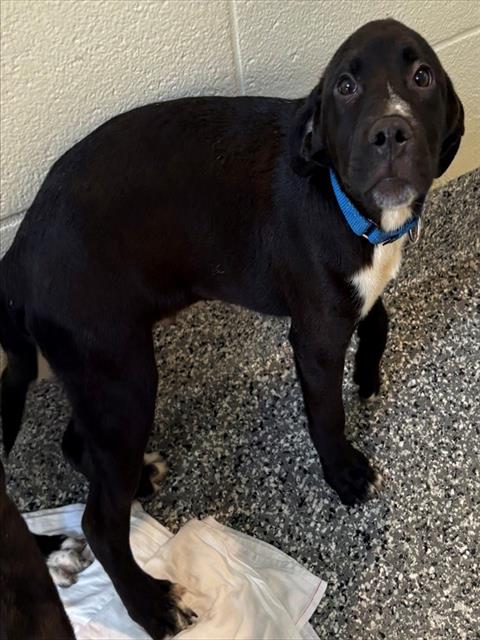 ELMO, an adoptable Labrador Retriever in Brewster, MA